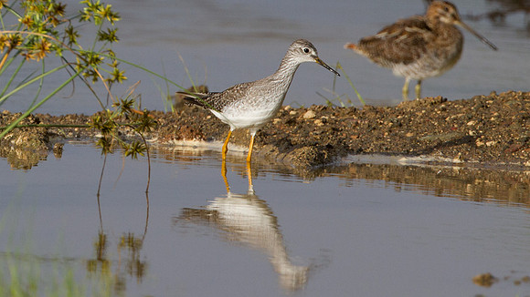 Lesser Yellowlegs (Tringa flavipes) Wilson's Snipe (Gallinago delicata)