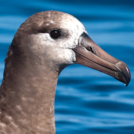Black-footed Albatross (Phoebastria nigripes)