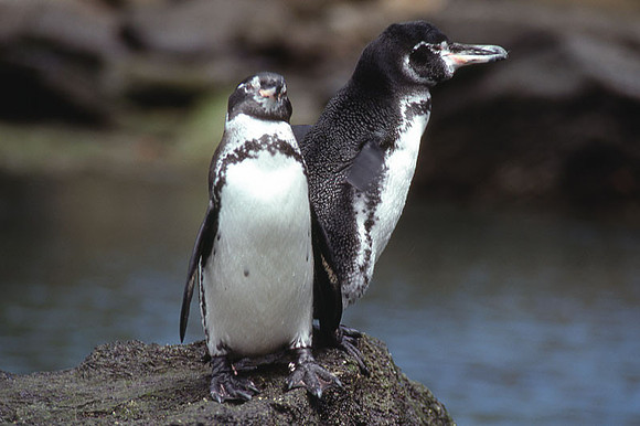 Galápagos Penguin (Spheniscus mendiculus)