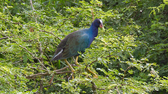 American Purple Gallinule (Porphyrio martinica)