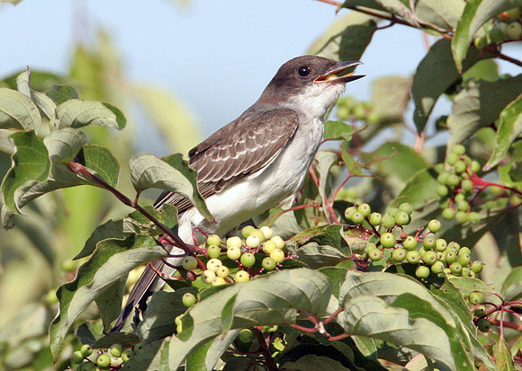 Eastern Kingbird (Tyrannus tyrannus)
