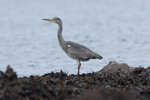 Grey Heron (Ardea cinerea)