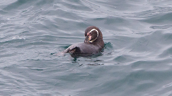 Humboldt Penguin (Spheniscus humboldti)