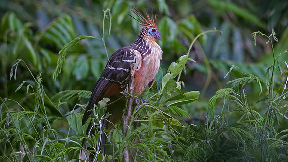Hoatzin (Opisthocomus hoazin)