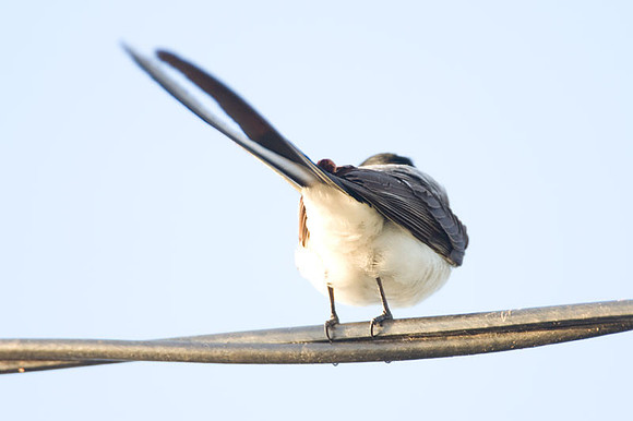 Fork-tailed Flycatcher (Tyrannus savana)