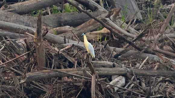 Capped Heron (Pilherodius pileatus)