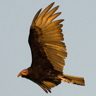 Lesser Yellow-headed Vulture (Cathartes burrovianus)