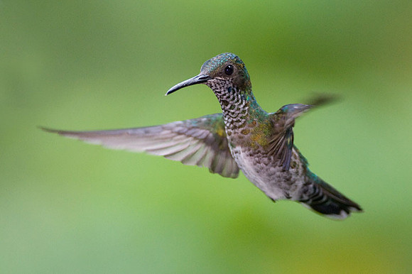 White-necked Jacobin (Florisuga mellivora) female