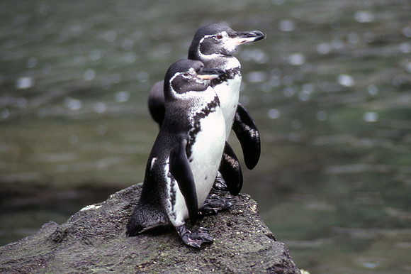 Galapagos Penguin (Spheniscus mendiculus)