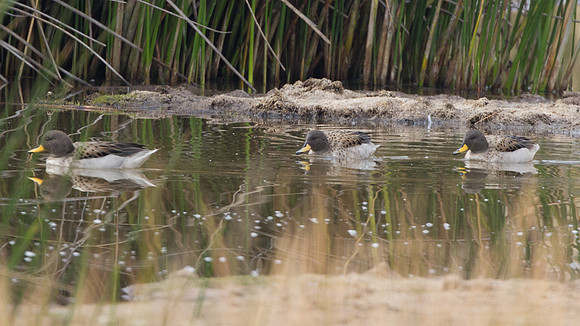 Yellow-billed Teal (Anas flavirostris)