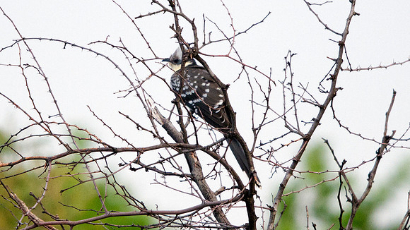 Great Spotted Cuckoo (Clamator glandarius)