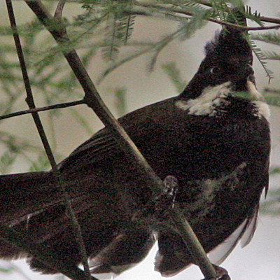 Eastern Whipbird (Psophodes olivaceus)