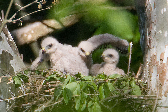 Red-shouldered Hawk (Buteo lineatus) juvenile