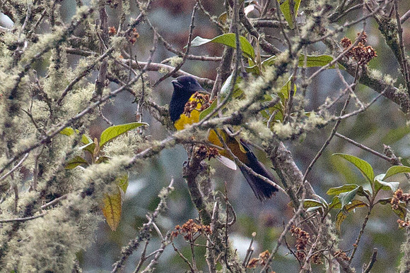 Black-chested Mountain-tanager (Buthraupis eximia)