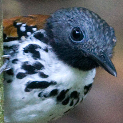 Spotted Antbird (Hylophylax naevioides)