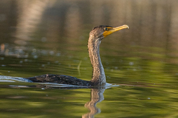 Double-crested Cormorant (Phalacrocorax auritus)