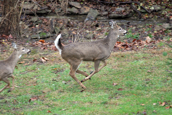 White-tailed Deer (Odocoileus virginianus)