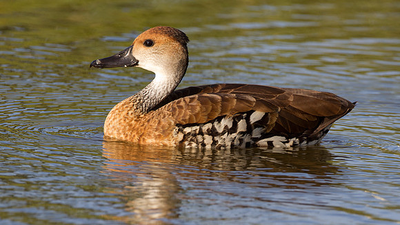 West Indian Whistling Duck (Dendrocygna arborea) also known as Black-billed Whistling Duck, Cuban Whistling Duck