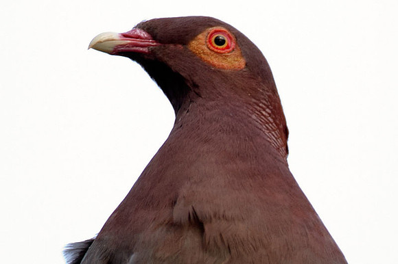 Scaly-naped Pigeon (Patagioenas squamosa)
