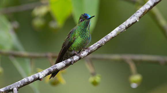 Violet-fronted Brilliant (Heliodoxa leadbeateri)