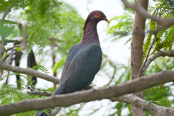 Scaly-naped Pigeon (Patagioenas squamosa)