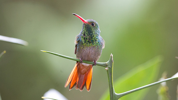 Rufous-tailed Hummingbird (Amazilia tzacatl)