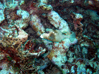 IMG_0982v3