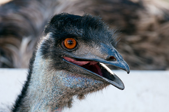 Ostrich (Struthio camelus) captive