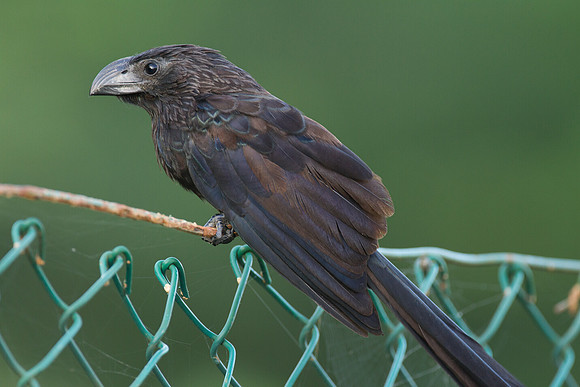 Groove-billed Ani (Crotophaga sulcirostris)