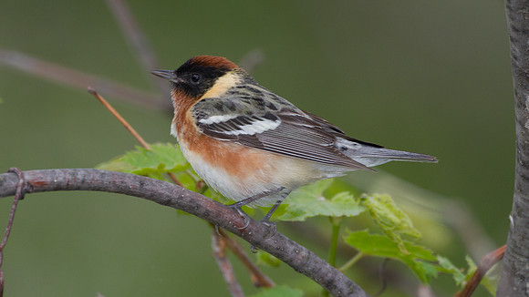 Bay-breasted Warbler (Dendroica castanea)