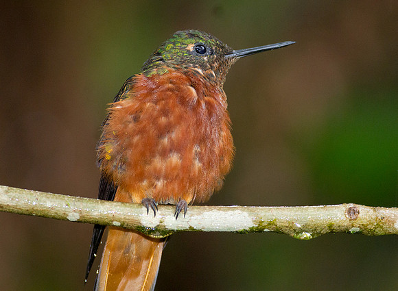 Chestnut-breasted Coronet (Boissonneaua matthewsii)