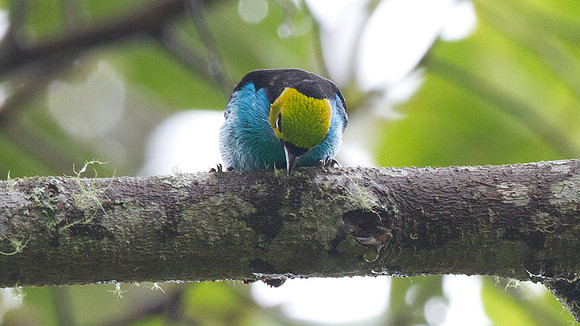 Paradise Tanager (Tangara chilensis)