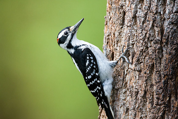 Hairy Woodpecker (Picoides villosus)