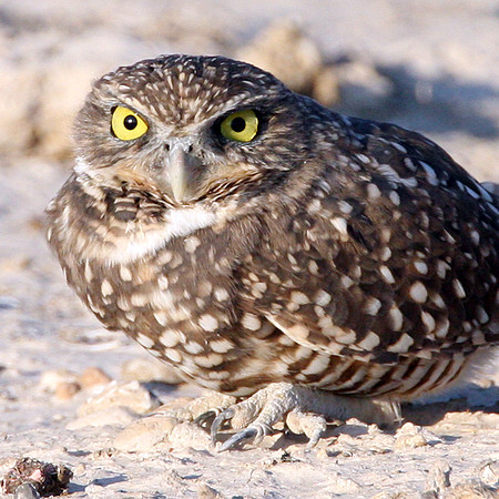 Burrowing Owl (Athene cunicularia)