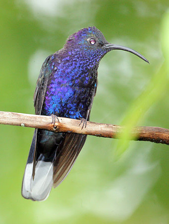 Violet Sabrewing (Campylopterus hemileucurus)