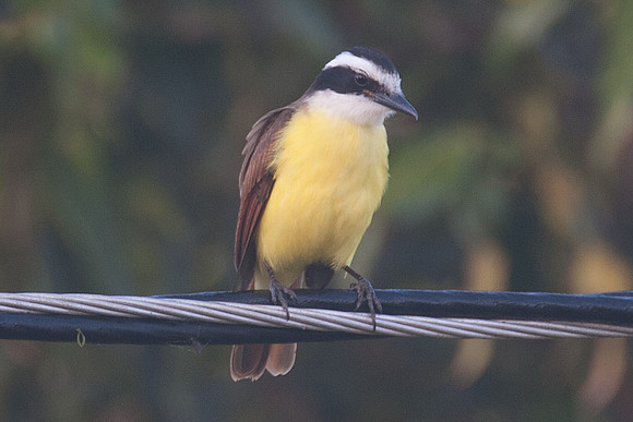 Great Kiskadee (Pitangus sulphuratus)