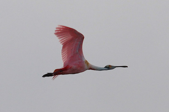 Roseate Spoonbill (Ajaja ajaja)