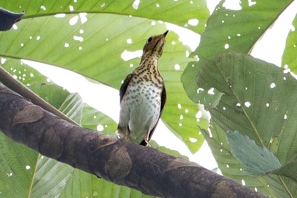 Swainson's Thrush (Catharus ustulatus)