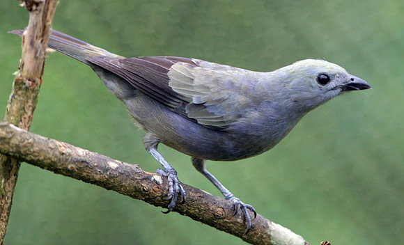 Palm Tanager (Thraupis palmarum)