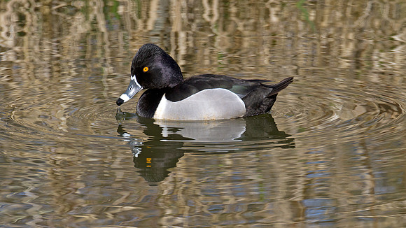 Ring-necked Duck (Aythya collaris) male