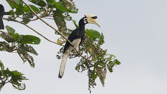 Oriental Pied Hornbill (Anthracoceros albirostris)