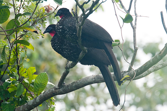 Crested Guan (Penelope purpurascens)