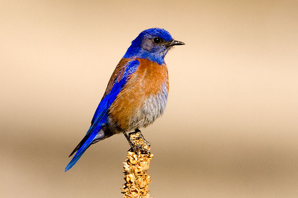 Western Bluebird (Sialia mexicana)