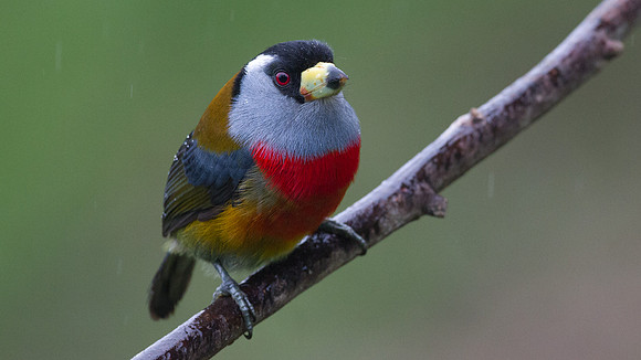 Toucan Barbet (Semnornis ramphastinus)