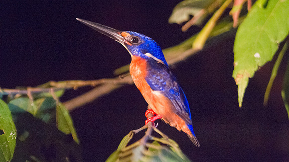 Blue-eared Kingfisher (Alcedo meninting)