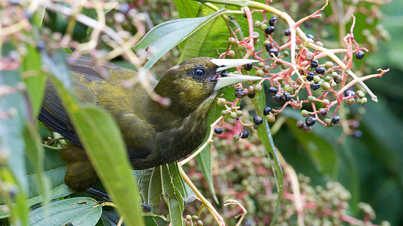 Dusky-green Oropendola (Psarocolius atrovirens)