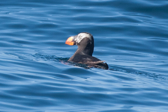 Tufted Puffin (Fratercula cirrhata)