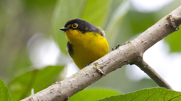 Spectacled Whitestart (Myioborus melanocephalus)