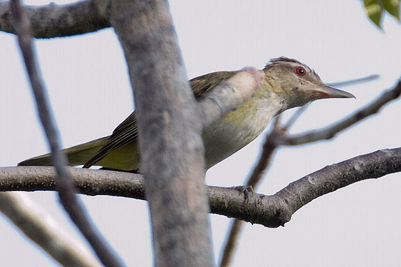 Yellow-green Vireo (Vireo flavoviridis)