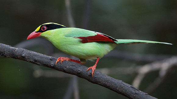 Common green magpie (Cissa chinensis)